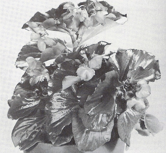B. ‘Gee-Gee’